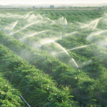 irrigation localisée avocatier pastèque agrumes Génération green