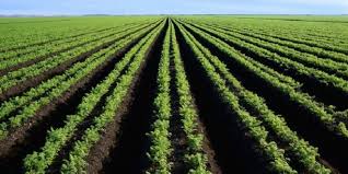 agriculture