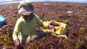exportateurs des algues brutes et d’agar agar