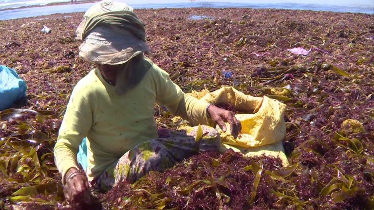 exportateurs des algues brutes et d’agar agar