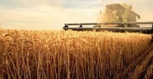 campagne agricole