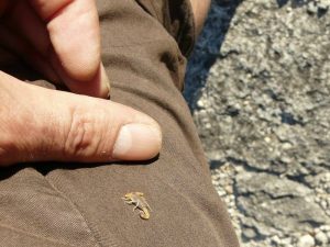 piqûres de scorpion