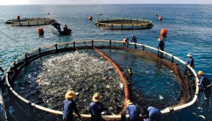 Aquaculture anda