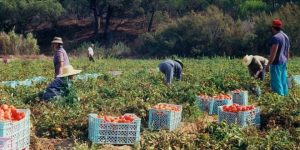 campagne agricole