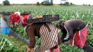 secteur agricole