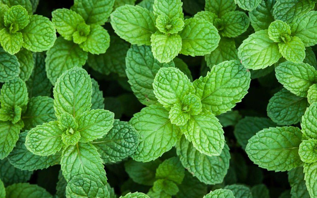 menthe