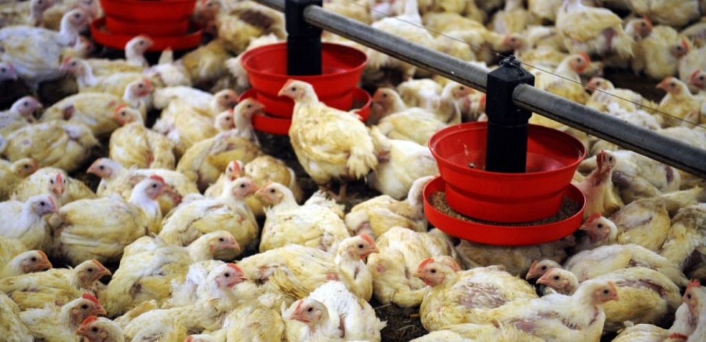 Le satisfecit des marchands de volailles suite aux engagements du ministère de l'Agriculture 1 volaille