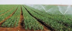 cultures eau irrigation avocatier pastèque agrumes