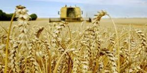 campagne agricole