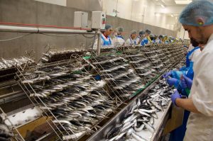 conserves de poissons