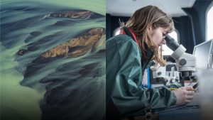 fid innovation développement changement climatique ericsson