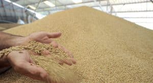produits alimentaires céréales