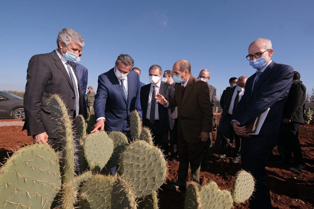 cochenille cactus inra onssa