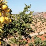 changement climatique biodiversité
