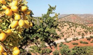 changement climatique biodiversité