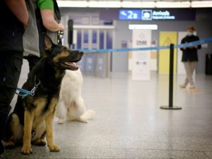Etats-Unis importation de chiens