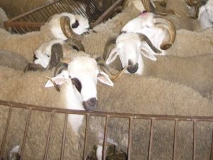 tanger têtes de moutons