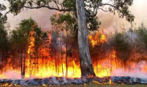 forex'26 feux forêts incendies forêts
