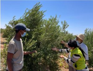 OCP Al Moutmir itinérant plateformes de démonstration d’olivier