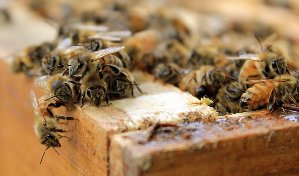 abeilles
