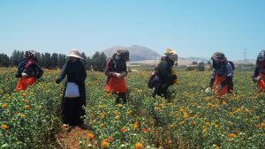 Inclusion des femmes