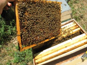 ruche abeilles