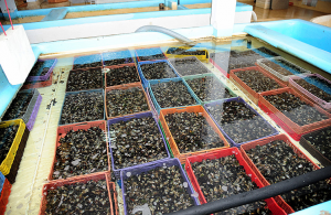 coquillages Agadir