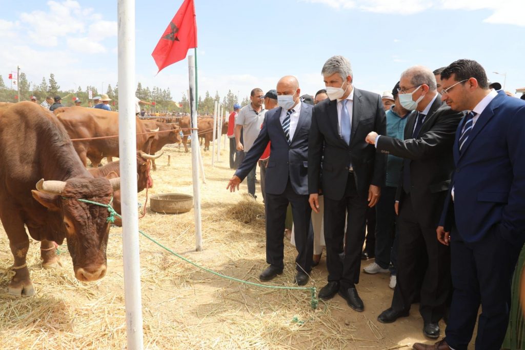 Édition 2022 du concours national de la race bovine « Oulmès Zaer » 1 Oulmès Zaer race bovine