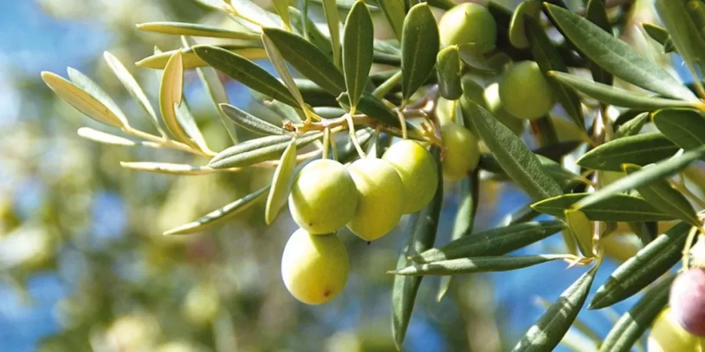 Filière oléicole : le Tadla renoue avec la croissance après une campagne record 1 olives