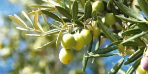 olives