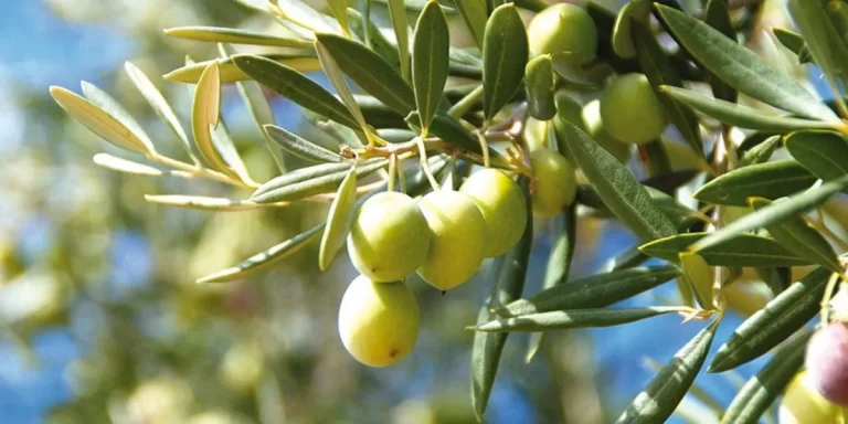 olives