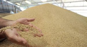 sécurité alimentaire
