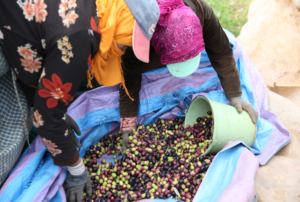 USAID/GiveDirectly