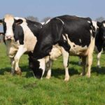 bovins viande rouge