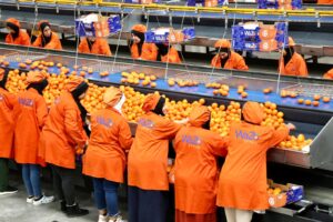 marrakech chichaoua projets développement agricole et rural