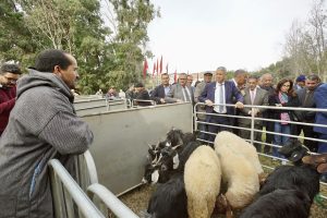 al haouz