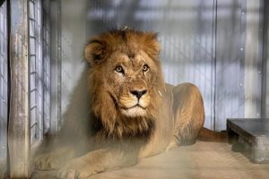 lion de l'atlas attaques khénifra oulmès