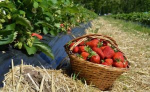 loukkos fraises fruits rouges