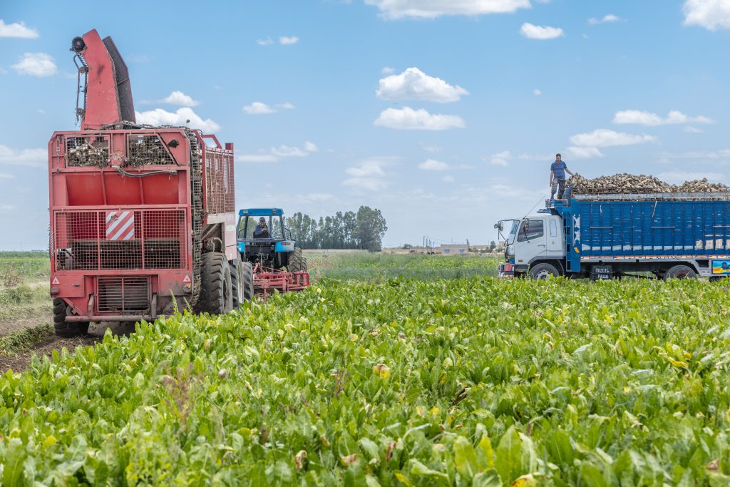 Campagne betteravière : une amélioration de 8,5 % de la production dans la Région de Doukkala 1 Campagne betteravière