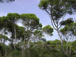 arbres alpe