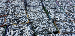 sardine