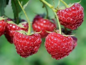 framboises