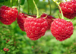 fruits rouges framboises