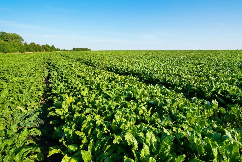 SIAM : Cosumar réaffirme son engagement pour une filière sucrière plus résiliente et durable 1 SIAM : Cosumar réaffirme son engagement pour une filière sucrière plus résiliente et durable