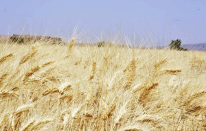 Campagne agricole