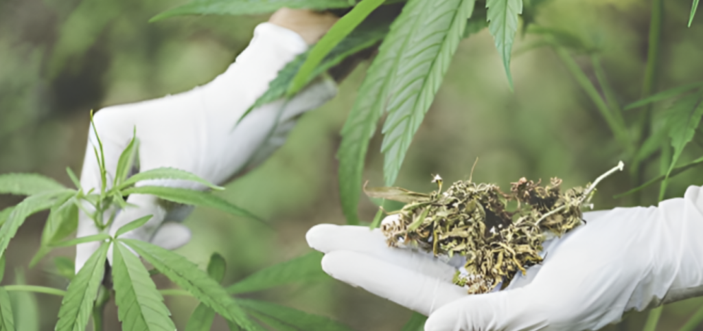 cannabis
