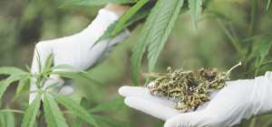 cannabis