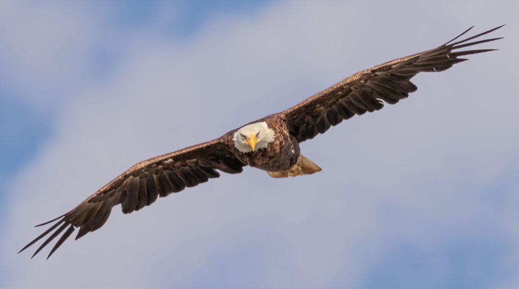 oiseaux