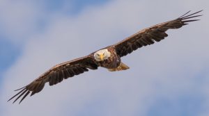 oiseaux
