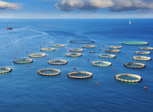 Maroc aquaculture